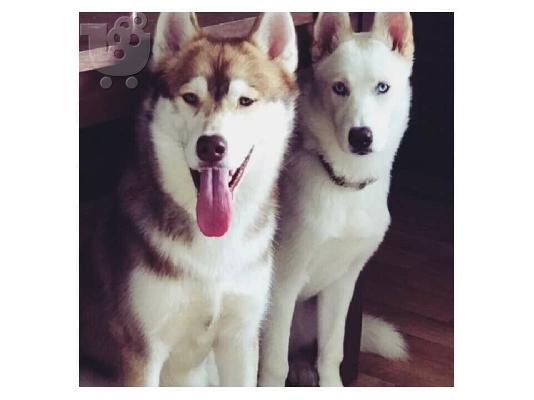 Σούπερ Σιβηρίας Husky κουτάβια για σας